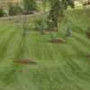 Mulching for Weed Control in Bristol, TN